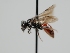  (Sphecodes prophorus - OSAC_0001301829)  @11 [ ] CreativeCommons  Attribution (by) (2024) Pollinator Health Lab Oregon State University