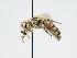  ( - OSAC_0001275759)  @11 [ ] CreativeCommons  Attribution (by) (2024) Pollinator Health Lab Oregon State University
