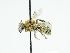  ( - OSAC_0001275758)  @11 [ ] CreativeCommons  Attribution (by) (2024) Pollinator Health Lab Oregon State University