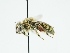  ( - OSAC_0001275761)  @11 [ ] CreativeCommons  Attribution (by) (2024) Pollinator Health Lab Oregon State University