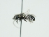  ( - OSAC_0001303019)  @11 [ ] CreativeCommons  Attribution (by) (2024) Pollinator Health Lab Oregon State University