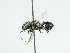  ( - OSAC_0001303017)  @11 [ ] CreativeCommons  Attribution (by) (2024) Pollinator Health Lab Oregon State University