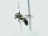  ( - OSAC_0001303005)  @11 [ ] CreativeCommons  Attribution (by) (2024) Pollinator Health Lab Oregon State University