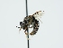 ( - OSAC_0001302631)  @11 [ ] CreativeCommons  Attribution (by) (2024) Pollinator Health Lab Oregon State University