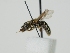  ( - OSAC_0001302635)  @11 [ ] CreativeCommons  Attribution (by) (2024) Pollinator Health Lab Oregon State University