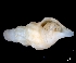  ( - ESS-B-1031)  @11 [ ] cc-by-sa (2024) Oceanographic Research Institute Oceanographic Research Institute