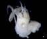  ( - ESS-B-1031)  @11 [ ] cc-by-sa (2024) Oceanographic Research Institute Oceanographic Research Institute