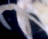  ( - ESS-B-1031)  @11 [ ] cc-by-sa (2024) Oceanographic Research Institute Oceanographic Research Institute