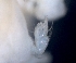  ( - ESS-B-1031)  @11 [ ] cc-by-sa (2024) Oceanographic Research Institute Oceanographic Research Institute