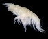  ( - ESS-B-1036)  @11 [ ] cc-by-sa (2024) Oceanographic Research Institute Oceanographic Research Institute