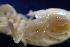  ( - ESS-B-134-B)  @11 [ ] cc-by-sa (2024) Oceanographic Research Institute Oceanographic Research Institute