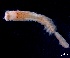  (Euthalenessa - ESS-B-242)  @11 [ ] cc-by-sa (2024) Oceanographic Research Institute Oceanographic Research Institute
