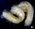 (Sigalion capensis - ESS-B-359)  @11 [ ] cc-by-sa (2024) Oceanographic Research Institute Oceanographic Research Institute