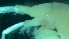 ( - ESS-B-562)  @11 [ ] cc-by-sa (2024) Oceanographic Research Institute Oceanographic Research Institute