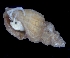  ( - ESS-B-576)  @11 [ ] cc-by-sa (2024) Oceanographic Research Institute Oceanographic Research Institute