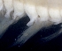  (Aglaophamus dibranchis - ESS-B-621)  @11 [ ] cc-by-sa (2024) Oceanographic Research Institute Oceanographic Research Institute