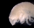  ( - ESS-B-990)  @11 [ ] cc-by-sa (2024) Oceanographic Research Institute Oceanographic Research Institute