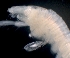  ( - ESS-B-992)  @11 [ ] cc-by-sa (2024) Oceanographic Research Institute Oceanographic Research Institute