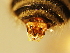  ( - BL419.6)  @11 [ ] CreativeCommons  Attribution (Briana Lindh) (2020) Briana Lindh Willamette University