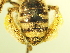  ( - BL447.2)  @11 [ ] CreativeCommons  Attribution (Briana Lindh) (2020) Briana Lindh Willamette University