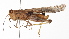  ( - BIOUG01998-G07)  @14 [ ] CreativeCommons - Attribution (2012) CBG Photography Group Centre for Biodiversity Genomics