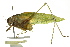  (Orthoptera - BIOUG02000-B06)  @16 [ ] CreativeCommons - Attribution (2012) CBG Photography Group Centre for Biodiversity Genomics