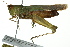  ( - BIOUG02000-G03)  @15 [ ] CreativeCommons - Attribution (2012) CBG Photography Group Centre for Biodiversity Genomics