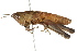  ( - BIOUG02002-B06)  @14 [ ] CreativeCommons - Attribution (2012) CBG Photography Group Centre for Biodiversity Genomics