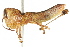  ( - BIOUG02002-G03)  @14 [ ] CreativeCommons - Attribution (2012) CBG Photography Group Centre for Biodiversity Genomics