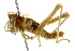 ( - BIOUG02003-F08)  @13 [ ] CreativeCommons - Attribution (2012) CBG Photography Group Centre for Biodiversity Genomics