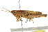  ( - BIOUG02003-H06)  @15 [ ] CreativeCommons - Attribution (2012) CBG Photography Group Centre for Biodiversity Genomics