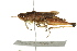  ( - BIOUG02004-E12)  @14 [ ] CreativeCommons - Attribution (2012) CBG Photography Group Centre for Biodiversity Genomics