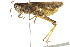  ( - BIOUG02004-F06)  @15 [ ] CreativeCommons - Attribution (2012) CBG Photography Group Centre for Biodiversity Genomics