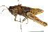  ( - BIOUG02004-F07)  @11 [ ] CreativeCommons - Attribution (2012) CBG Photography Group Centre for Biodiversity Genomics