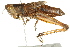  ( - BIOUG02004-G12)  @15 [ ] CreativeCommons - Attribution (2012) CBG Photography Group Centre for Biodiversity Genomics