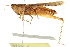  ( - BIOUG02004-H02)  @15 [ ] CreativeCommons - Attribution (2012) CBG Photography Group Centre for Biodiversity Genomics