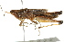  ( - BIOUG02004-H05)  @15 [ ] CreativeCommons - Attribution (2012) CBG Photography Group Centre for Biodiversity Genomics