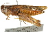  ( - BIOUG02004-H08)  @15 [ ] CreativeCommons - Attribution (2012) CBG Photography Group Centre for Biodiversity Genomics