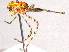  ( - BIOUG02005-B04)  @12 [ ] CreativeCommons - Attribution (2012) CBG Photography Group Centre for Biodiversity Genomics