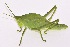  (Prionolopha - MECN_FC_1355)  @11 [ ] CC-BY-NC-ND (2024) Instituto Nacional de Biodiversidad, Ecuador Instituto Nacional de Biodiversidad, Ecuador