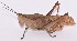  (Colpolopha latipennis - MECN_FC_1381)  @11 [ ] CC-BY-NC-ND (2024) Instituto Nacional de Biodiversidad, Ecuador Instituto Nacional de Biodiversidad, Ecuador