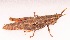  ( - MECN_FC_1592)  @11 [ ] CC-BY-NC-ND (2024) Instituto Nacional de Biodiversidad, Ecuador Instituto Nacional de Biodiversidad, Ecuador