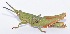  (Lysacris - MECN_FC_1648)  @11 [ ] CC-BY-NC-ND (2024) Instituto Nacional de Biodiversidad, Ecuador Instituto Nacional de Biodiversidad, Ecuador
