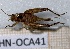  (Apterotrypa guyanensis - BC-MNHN-OCA41)  @11 [ ] Creative Commons (2023) Rodolphe Rougerie Museum national d'Histoire naturelle