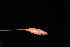  ( - OSBAR000008)  @11 [ ] Copyright (2014) Florida Museum of Natural History Florida Museum of Natural History