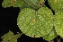  ( - OSBAR000019)  @11 [ ] Copyright (2014) Florida Museum of Natural History Florida Museum of Natural History