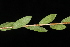  ( - OSBAR000035)  @11 [ ] Copyright (2014) Florida Museum of Natural History Florida Museum of Natural History
