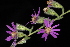  ( - OSBAR000035)  @11 [ ] Copyright (2014) Florida Museum of Natural History Florida Museum of Natural History