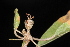  ( - OSBAR000045)  @11 [ ] Copyright (2014) Florida Museum of Natural History Florida Museum of Natural History