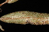  (Croton argyranthemus - OSBAR000045)  @11 [ ] Copyright (2014) Florida Museum of Natural History Florida Museum of Natural History